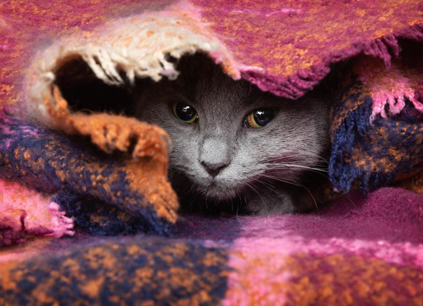 Suffocation in Cars PetMD